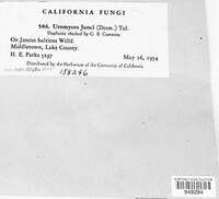 Uromyces junci image